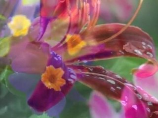 Hakan Taşıyan _Manolya_