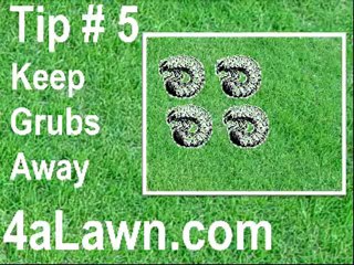 Lawn care Tips Learn how to get and keep a luxurious Yard.