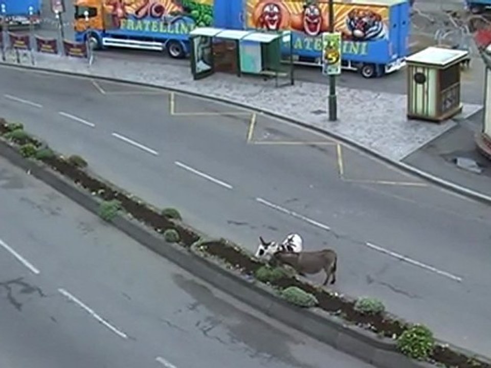 C'est le Cirque à Trouville Sur mer