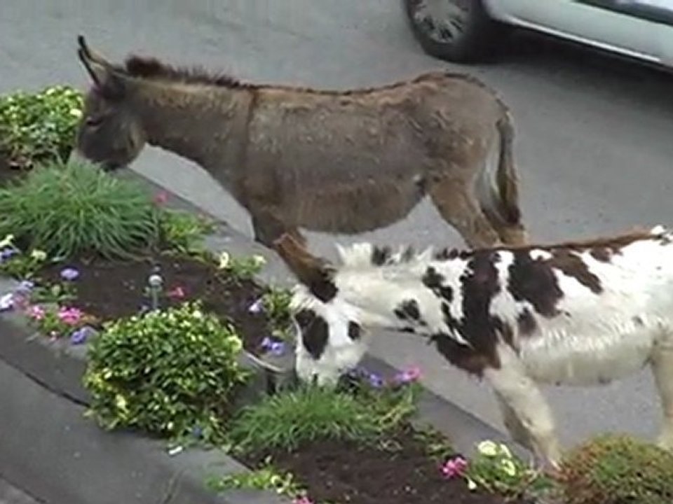 Nettoyage de printemps