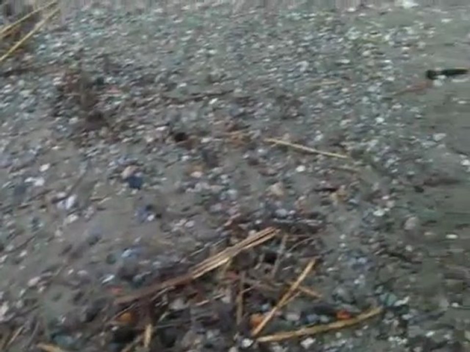 Anamur Dragon-Mamure yuvalama alanı 07062011