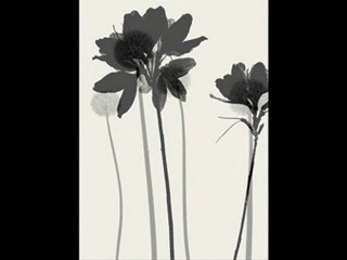 Imogen Harper - Charcoal Heart