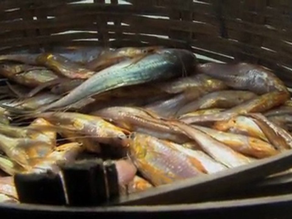 Restoration of mangrove in sundarbans (India)