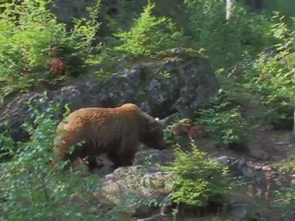 Les photographes animaliers / Close-Up On Wildlife Photography