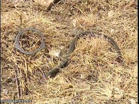 Un muerto y un herido por accidente en Utrera