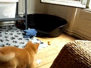 Meiko découvre son premier os en peau de buffle 🦴