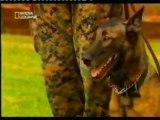 Agilidad canina: Perros de defensa