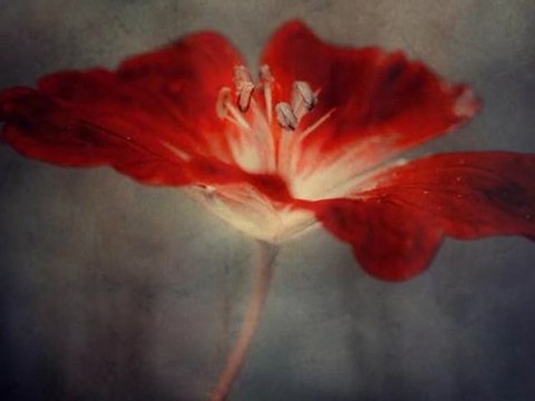 Romà Alonso. Falklands islands