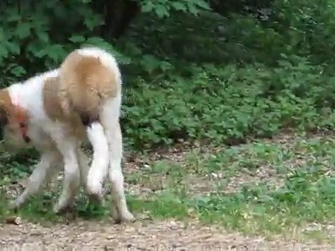 Galli du Val du MORAKOPF 21 mai 2011, Un petit tour au bois