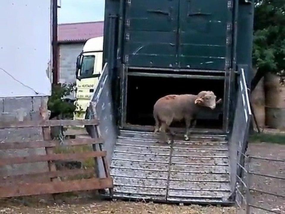 Chargement des brebis à Beaufort sur Gervanne pour Villaroger.