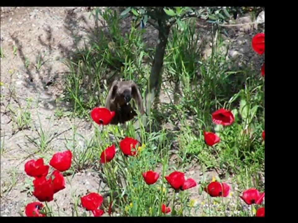 Mediha Demirkıran-İnleyen Nağmeler