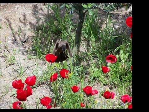 Mediha Demirkıran-İnleyen Nağmeler