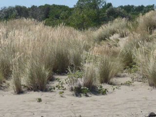 DICIAMO SI AL REFERENDUM - ALL'AMBIENTE ALL'ACQUA PUBBLICA CI TENGO