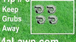 Lawn Care Tips 5 Easy Lawn Maintenance Tips