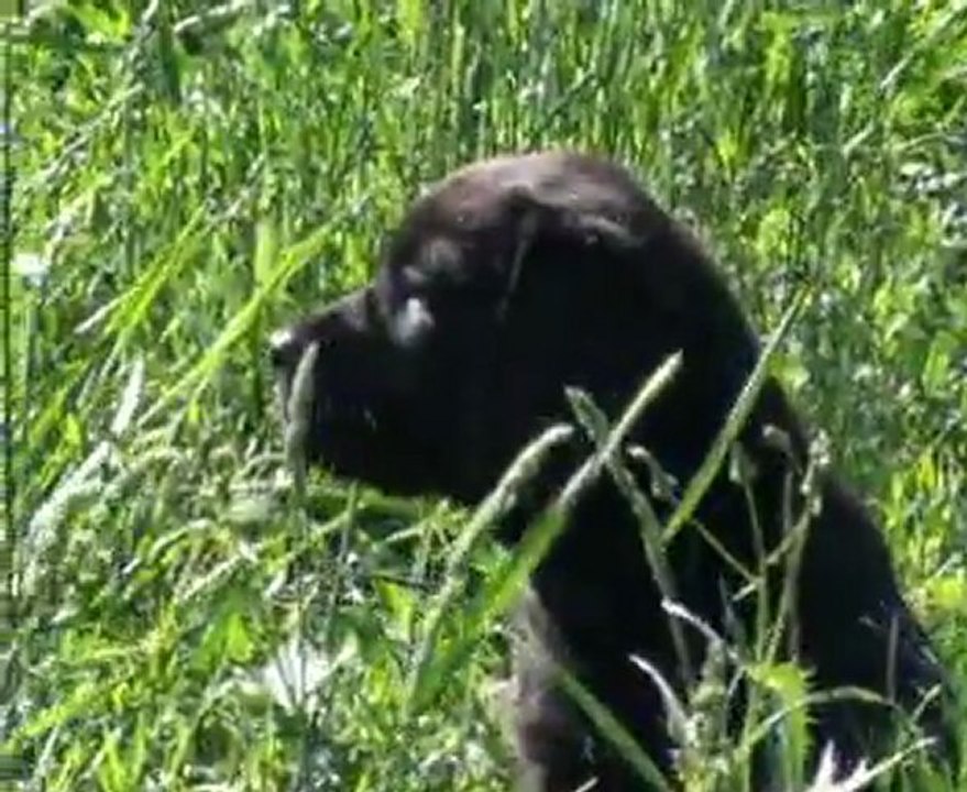 Portée 2011 : chiots labradors à 7 semaine de Caline du Temps Passé et Charm Bluveil Mr Darcy