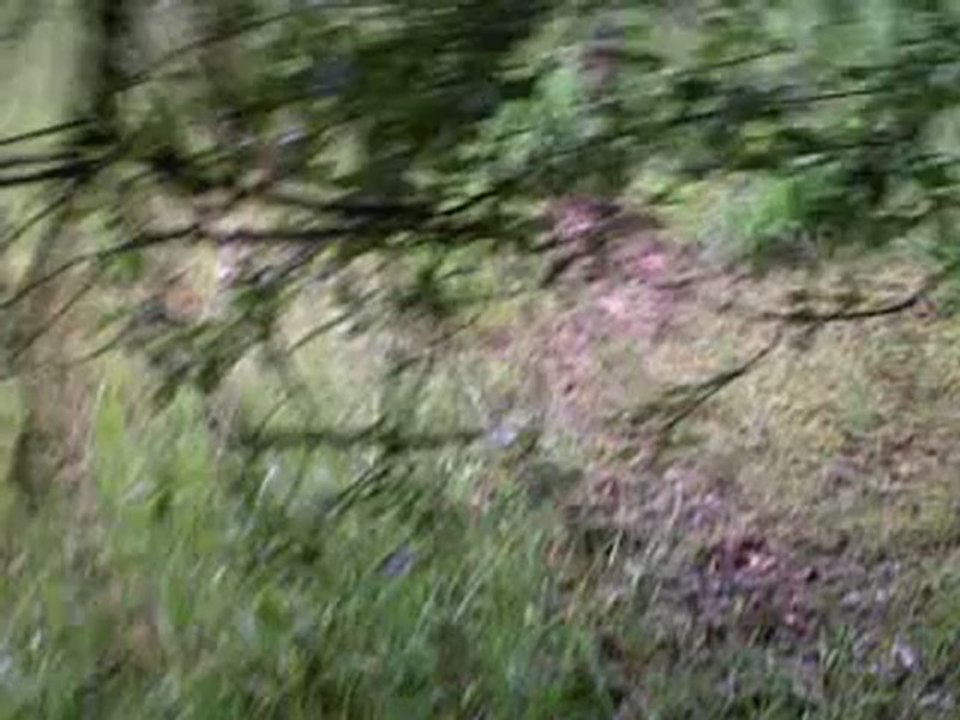 Deegan setter irlandais le 2011 06 07