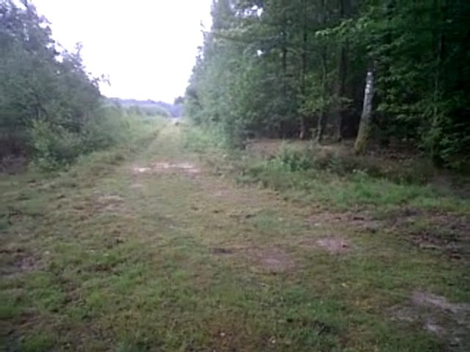 Deegan setter irlandais le 2011 06 07 la suite 2