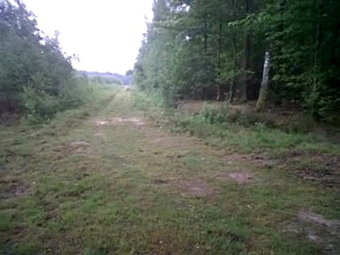 Deegan setter irlandais le 2011 06 07 la suite 2