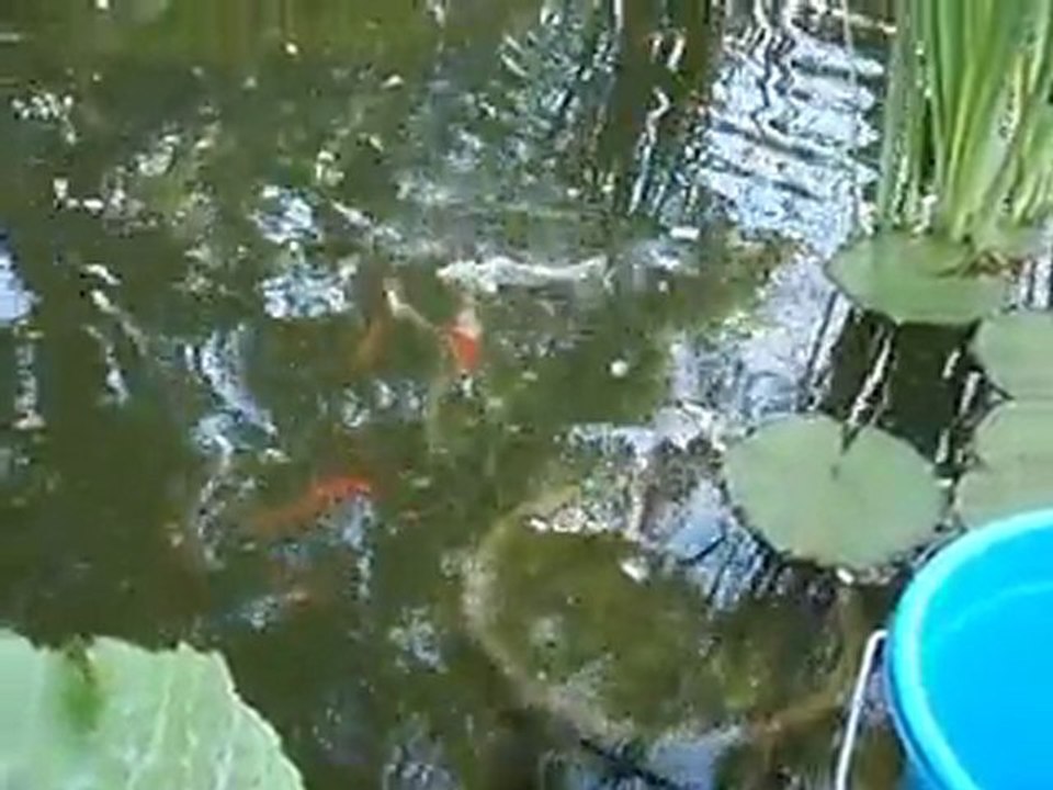 Bassin poisson Joebar