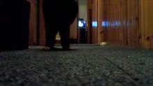 Laser Guided Cat 1