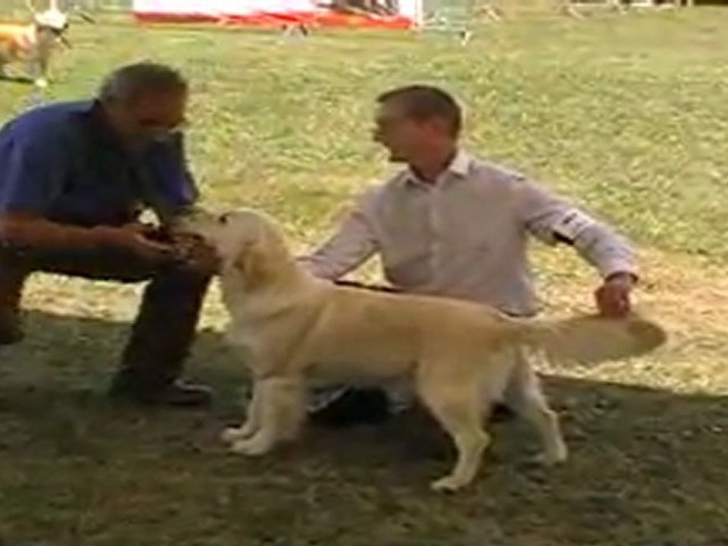 ⁣Expo canine Union 2011 - Celeste