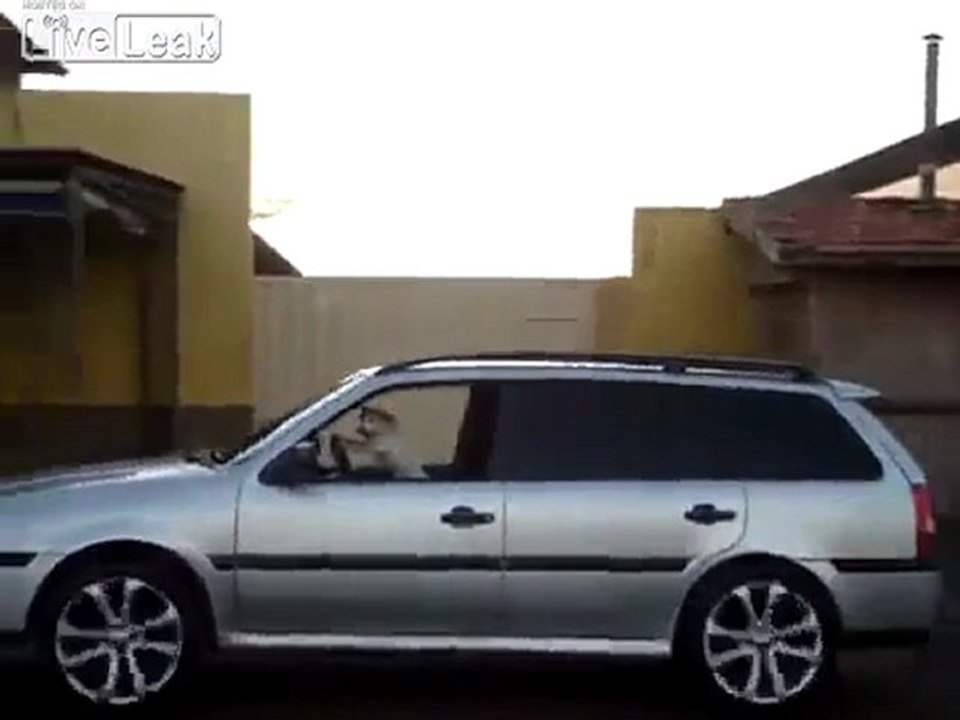 Welches Tier würde die Musik so hören