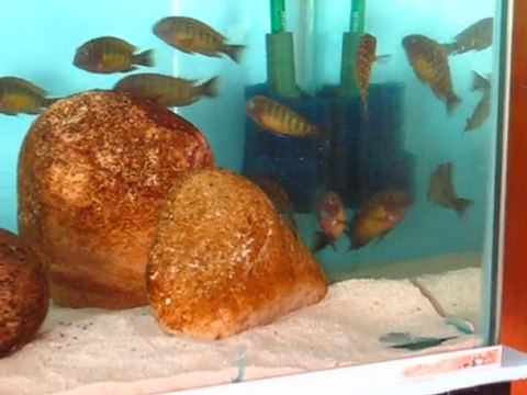 Tropheus Red Rainbow