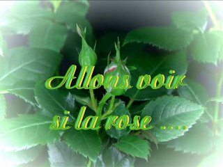 Allons voir si la rose...