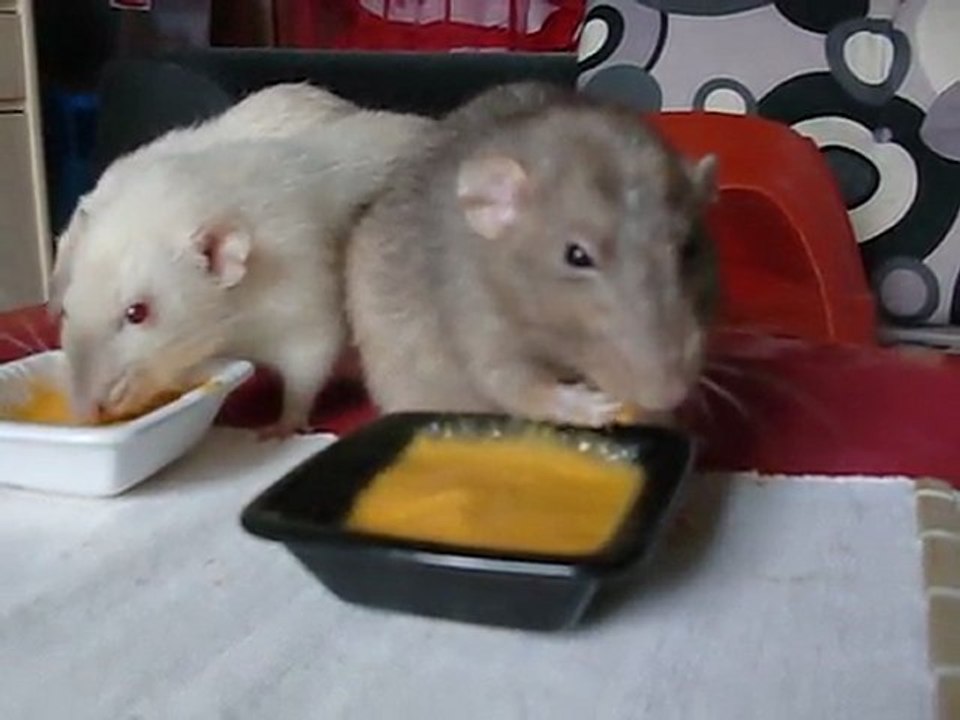 Dégustation