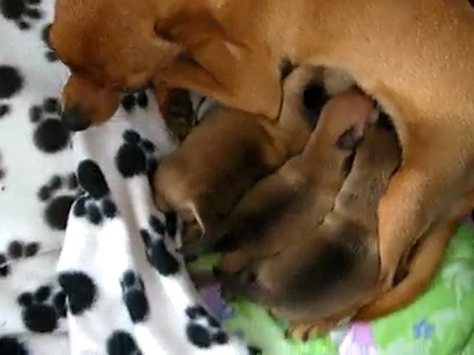 Puppy RT 2011