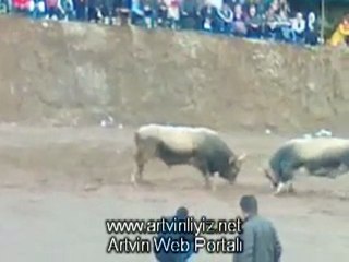 Murgul 1.Damar Karagöl Boğa Güreşleri Video 2011