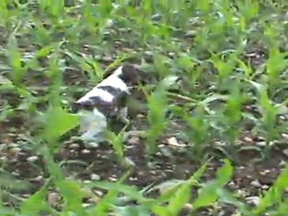 garone_de_Sandie_Landes_3eme_caille