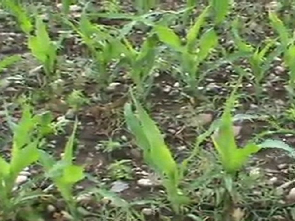 garone_de_Sandie_Landes_cherche_sa_troisieme_caille