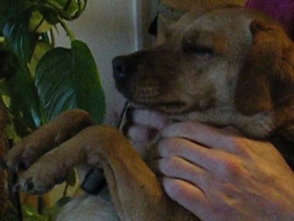 Massage toutou