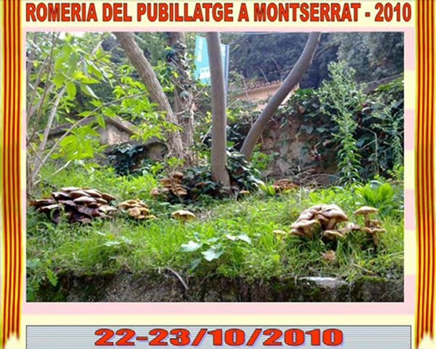 Romeria del Pubillatge a Montserrat 2010