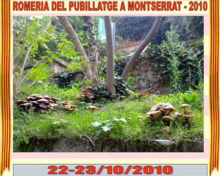 Romeria del Pubillatge a Montserrat 2010