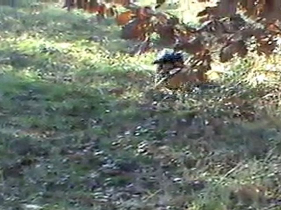 comete du Rêve des Animaux faisan1