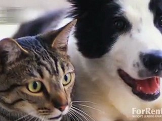 Hawthorne Apartments in Houston, TX - ForRent.com