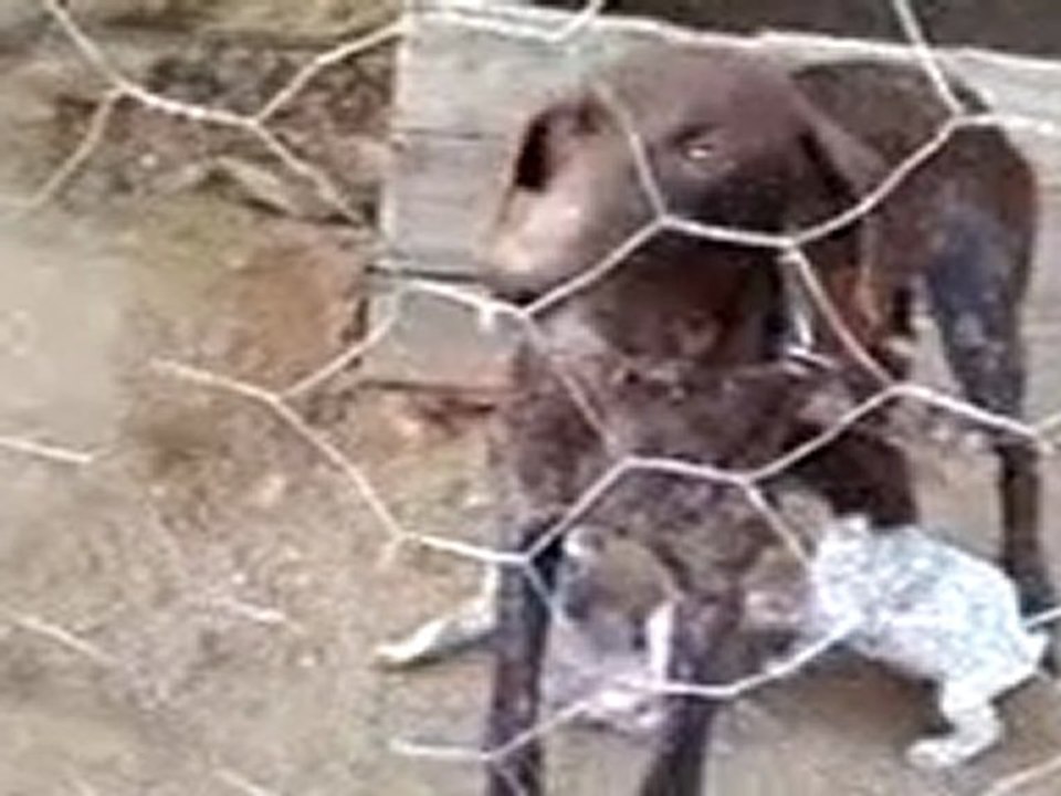 satılık kurtzaar yavruları