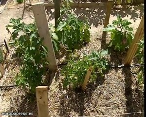 Un huerto en medio de la capital