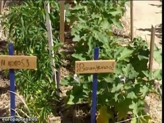 Un huerto ecológico en mitad de Madrid