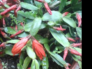 Elâ Altın-Yâr saçları lüle lüle