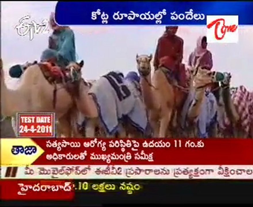 Dubai Camel Race