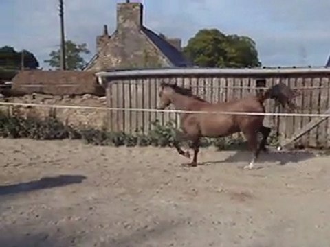 Ecuries du Nevez Ulysse