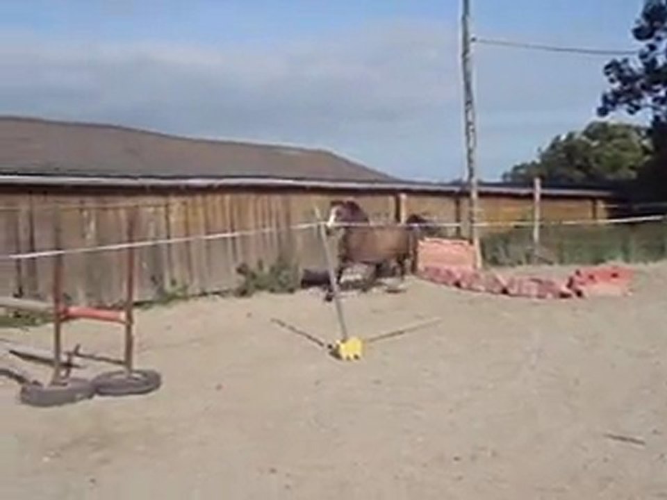 Ecuries du Nevez Ulysse