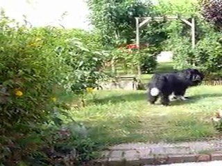 César et ses bestioles