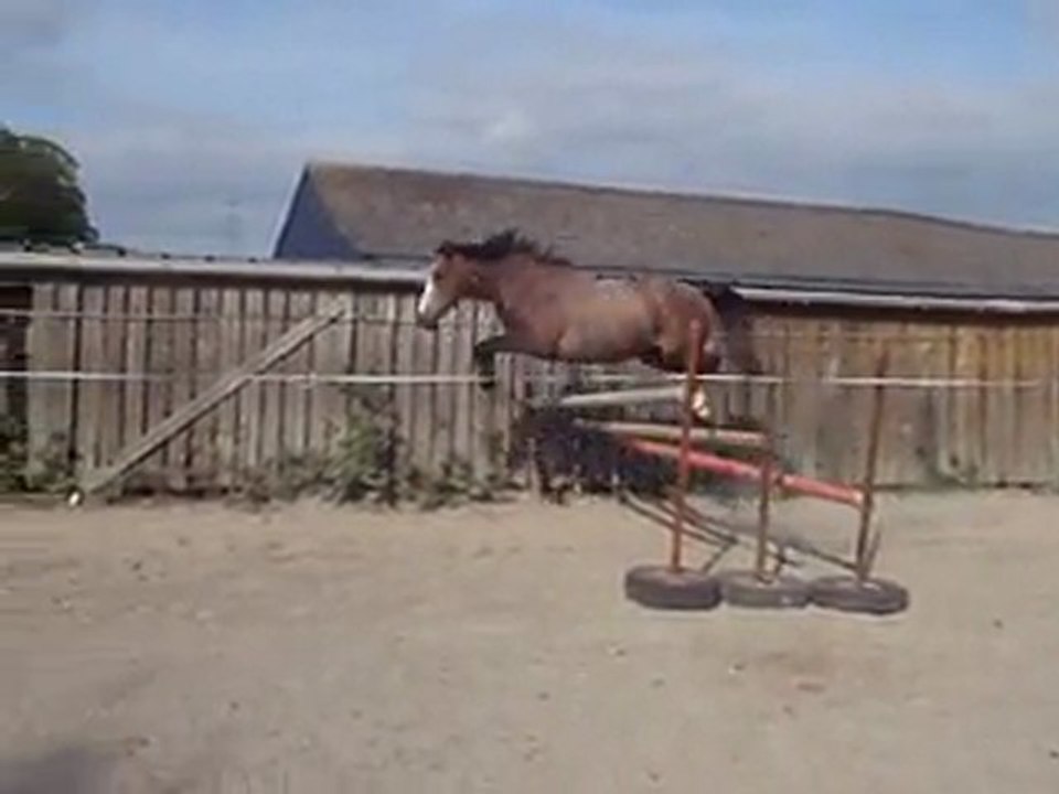 Ecuries du Nevez Ulysse 1