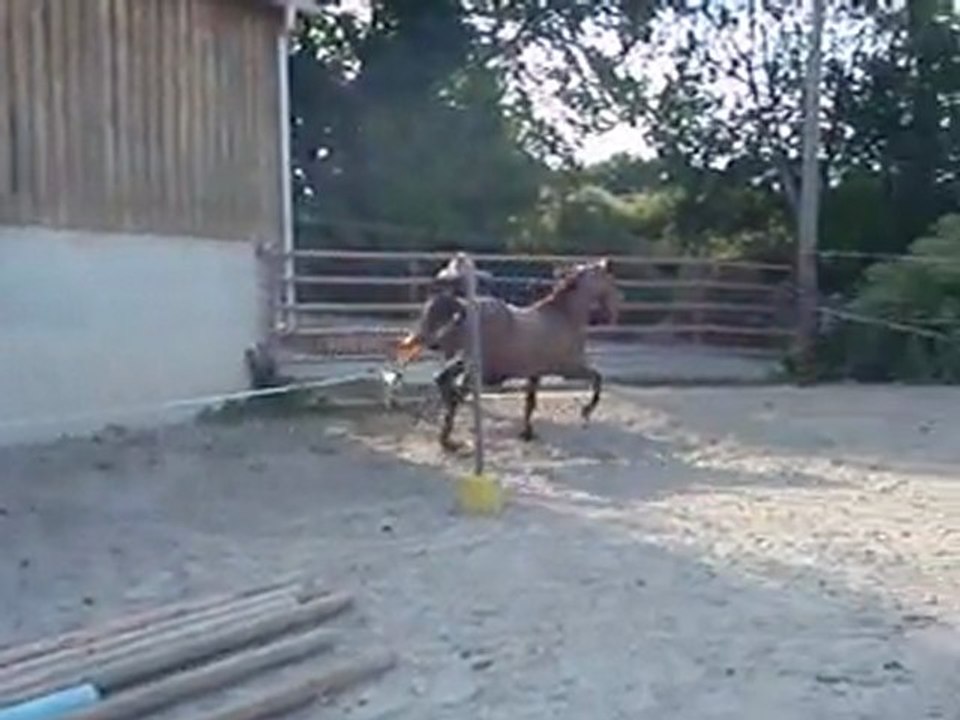 Ecuries du Nevez Ulysse 2