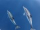 Dauphins au large de Toulon - dolphins in Mediterranea sea, french coat near Toulon