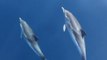 Dauphins au large de Toulon - dolphins in Mediterranea sea, french coat near Toulon